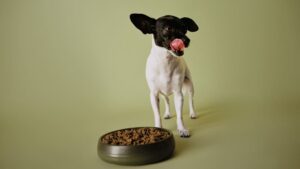 Купить корм для собак Just Dog в Краснодаре